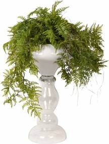 Aranjament floral mare ZEUS FERN ROOTS BALL