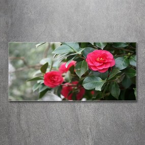 Pictura pe sticlă acrilică Camelia