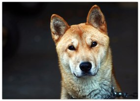Tablou cu câine (70x50 cm)
