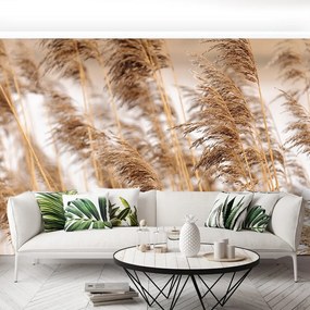 Fototapet Brown Reed