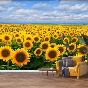 Fototapet - Câmp cu floarea soarelui (147x102 cm)