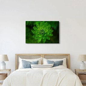 Tablou cu coniferi (90x60 cm)