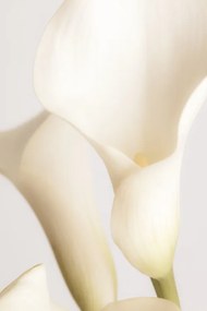 Fotografie White Calla Lily No 2, Studio Collection