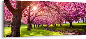 Tablou - Cireși înfloriți, Hurd Park, Dover, New Jersey (120x50 cm)
