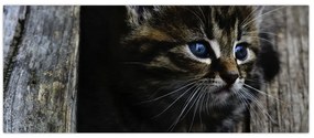 Tablou cu pisicuța (120x50 cm)