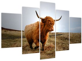 Tablou - Vaci scoțiene (150x105 cm)