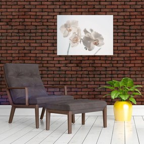 Tablou cu orhidee albă (70x50 cm)