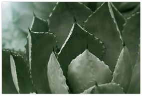 Tablou - Agave verde (90x60 cm)