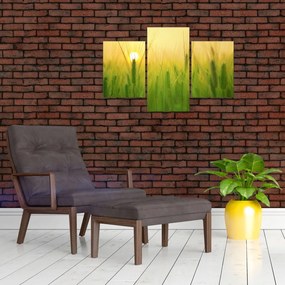 Tablou - Câmp cu cereale (90x60 cm)