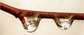 Tablou cu picături de apă pe creangă (120x50 cm)