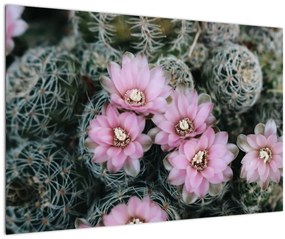 Tablou floare de cactus (90x60 cm)