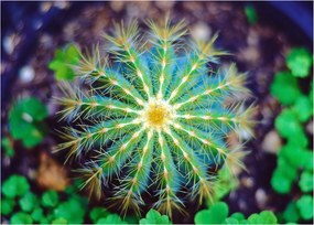 Tablou pe sticlă cu cactus (70x50 cm)