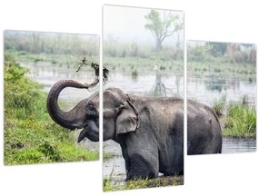 Tablou - Elefant de scăldat (90x60 cm)