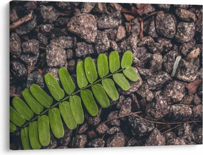 Tablou cu planta verde (70x50 cm)