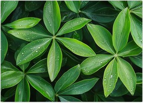 Tablou - Frunze cu picături de rouă (70x50 cm)