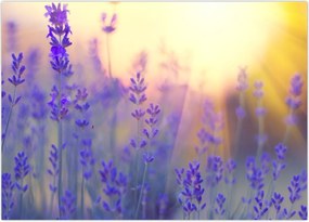 Tablou - Levănțică (70x50 cm)