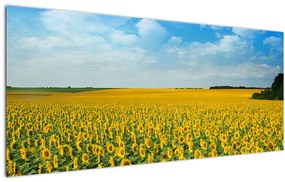 Tablou - câmp cu floarea soarelui (120x50 cm), în 40 de alte dimensiuni noi