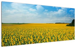 Tablou - câmp cu floarea soarelui (120x50 cm)