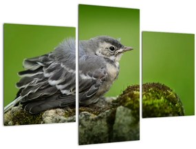 Tablou - Muscarul (90x60 cm)