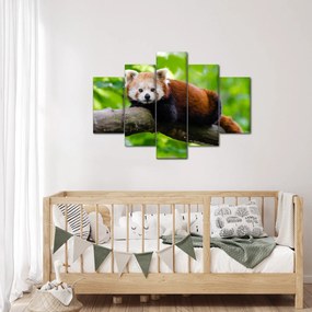 Tablou cu panda roșie (150x105 cm)