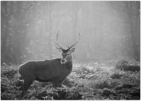 Tablou - Căprioare in pădure,alb-negru (70x50 cm)