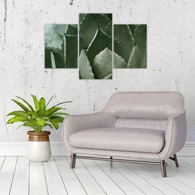Tablou - Agave verde (90x60 cm)