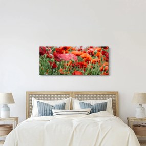 Tablou din câmp cu maci (120x50 cm)