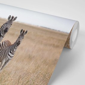 Fototapet trei zebre în savană