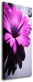 Tablou canvas Gerbera roz