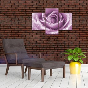 Tablou detaliu de floare de trandafir (90x60 cm)