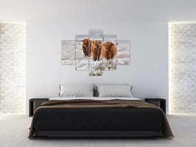 Tablou - Vaci scoțiene (150x105 cm)