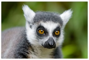 Tablou cu lemur (90x60 cm)