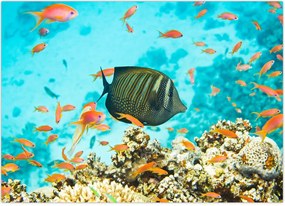 Tablou lumii submarine (70x50 cm)