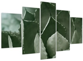 Tablou - Agave verde (150x105 cm)