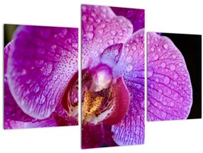Tablou detailat cu floare de orhidee (90x60 cm)