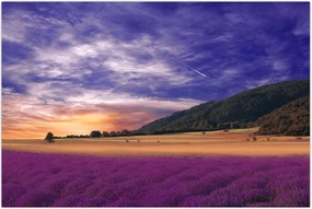 Tablou cu lunca cu lavandă (90x60 cm)