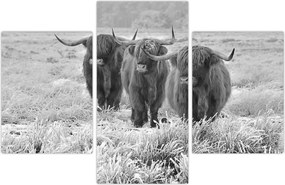 Tablou - Vaci scoțiene,alb-negru (90x60 cm)