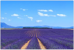 Tablou - Câmp de lavandă (90x60 cm)