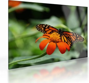 Tablou pe sticlă cu fluture pe floare (70x50 cm)