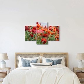 Tablou din câmp cu maci (90x60 cm)
