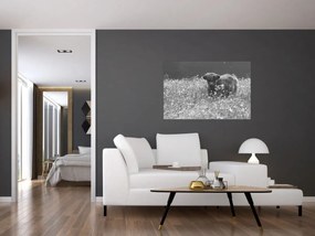 Tablou - Vacă scoțiană 5,alb-negru (90x60 cm)