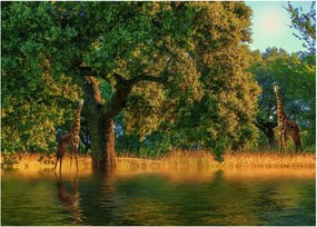 Tablou pe sticlă cu girafe în natură (70x50 cm)