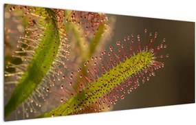 Tablou cu plantă (120x50 cm)