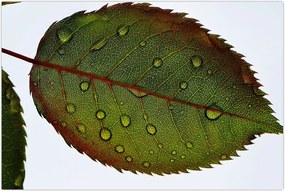 Tablou - Frunze de trandafir (90x60 cm)