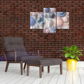 Tablou - Colecție de scoici (90x60 cm)