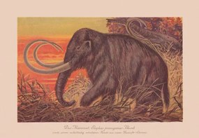 Ilustrație Woolly mammoth , chromolithograph, published in, ZU_09