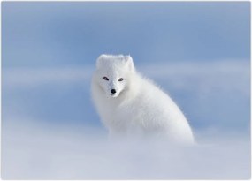 Tablou - Vulpe polară (70x50 cm)