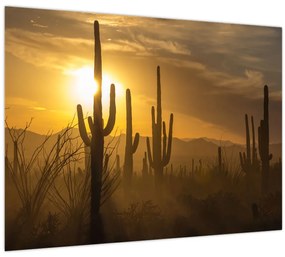 Tablou pe sticlă - Cactuși Saguaro (70x50 cm)