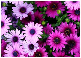 Tablou pe sticlă - Flori (70x50 cm)