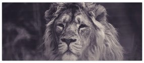 Tablou cu leu (120x50 cm)